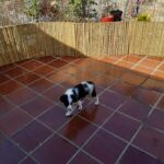 Cerca de bambu na cor clara cerca de bambu para casa e jardim